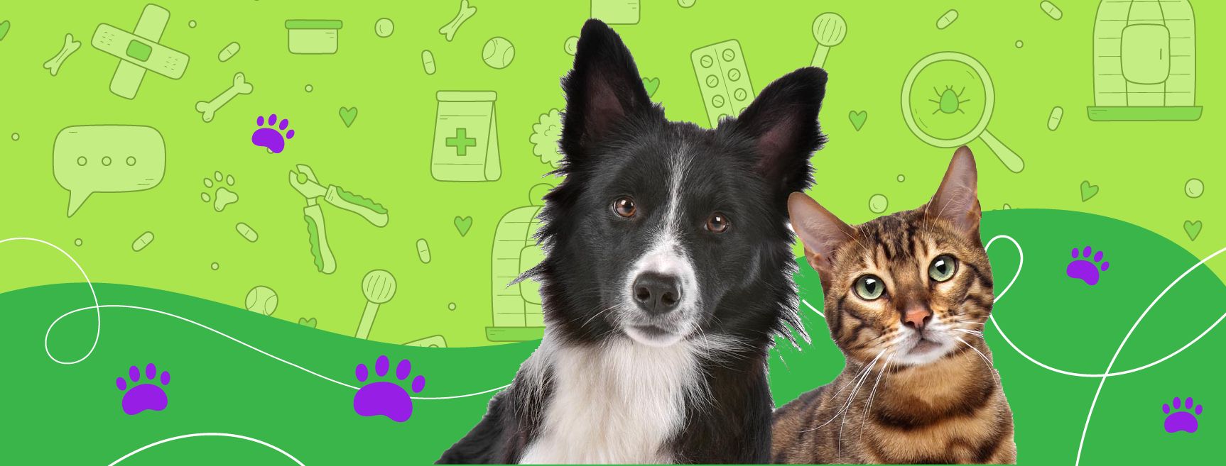 Vetlife Rehabilitación Veterinaria